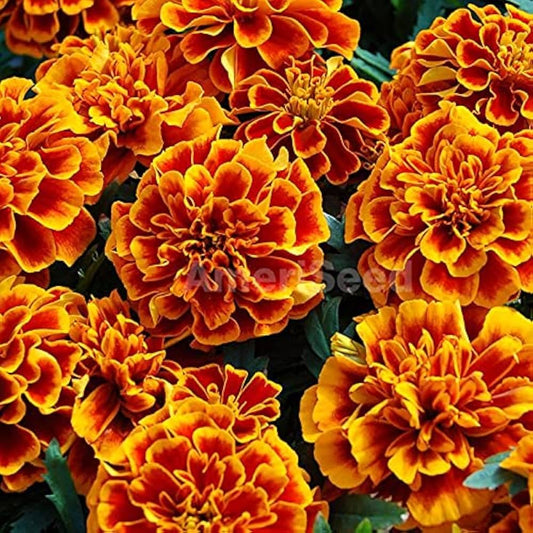 French Marigold Seeds for Planting – Heirloom, Non-GMO, Easy to Grow, Annual