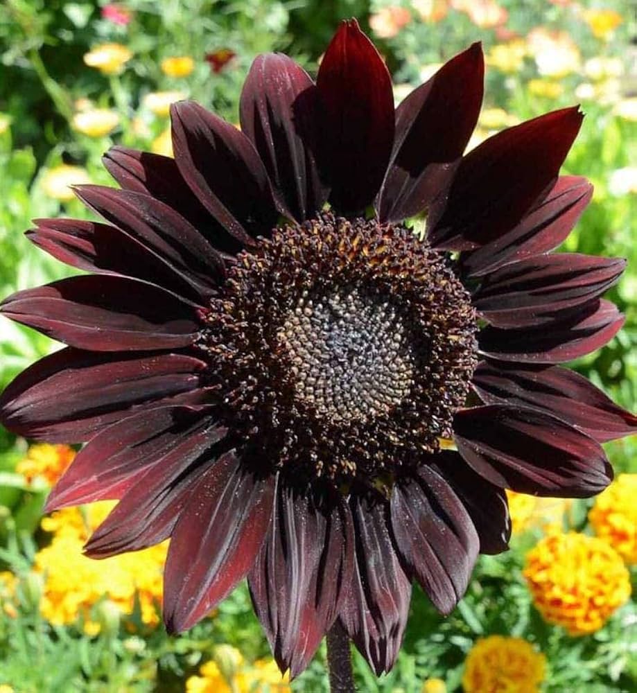 Sunflower Seeds for Planting to Plant Thick Red