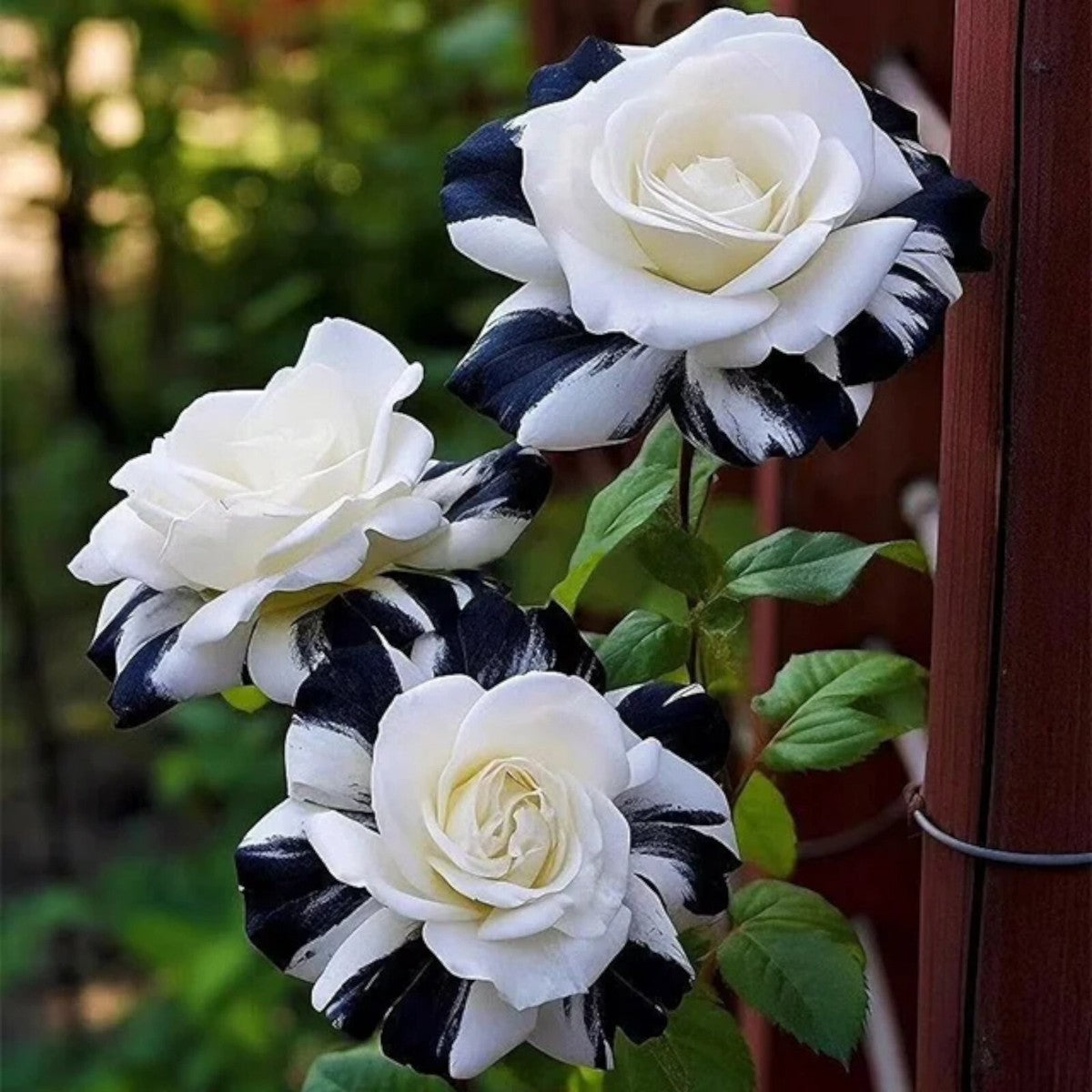 white roses seeds Black and White Rose Seeds for Planting – Heirloom, Non-GMO, Rare, Per – Pure Asia Seeds