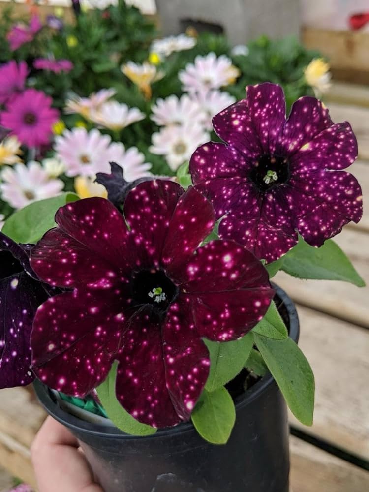 Petunia Hybrid Flower Seeds Maroon