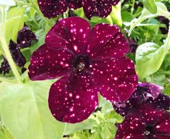 Petunia Hybrid Flower Seeds Maroon