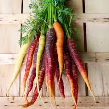 Rainbow Carrot Seeds – Colorful Blend for Planting