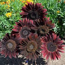 Sunflower Seeds for Planting to Plant Thick Red