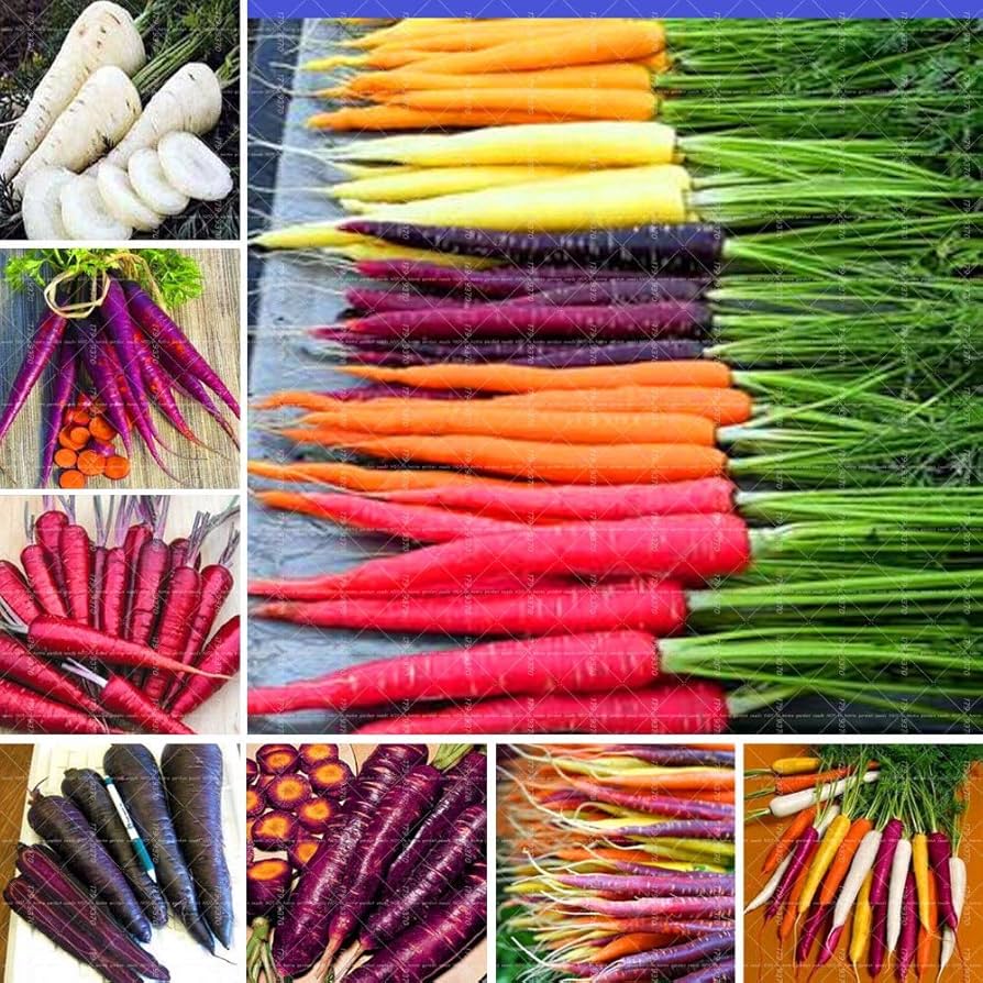 Rainbow Carrot Seeds – Colorful Blend for Planting