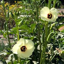 Okra-Samen Hybrid
