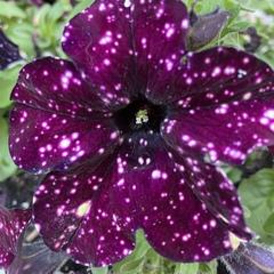 Petunia Hybrid Flower Seeds for Planting – Heirloom, Non-GMO, Maroon Blooms, Easy to Grow