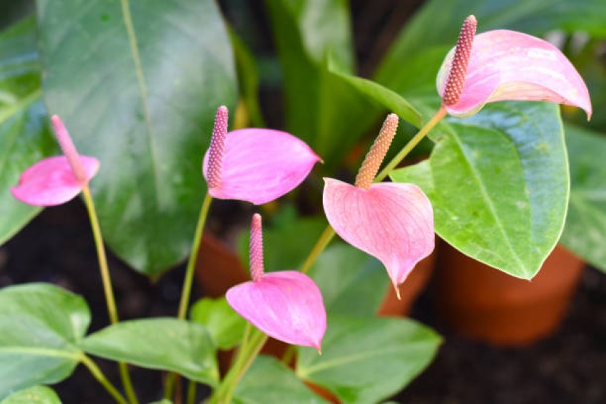 Mix Anthurium Flower seeds for Planting - Wildflower Mix, Heirloom & GMO Free Seeds for Home Garden
Sale seeds for planting in home garden