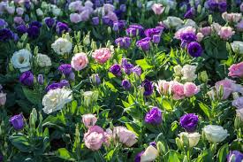 Lisianthus Seeds Perfect for Outdoor Flower Gardens
