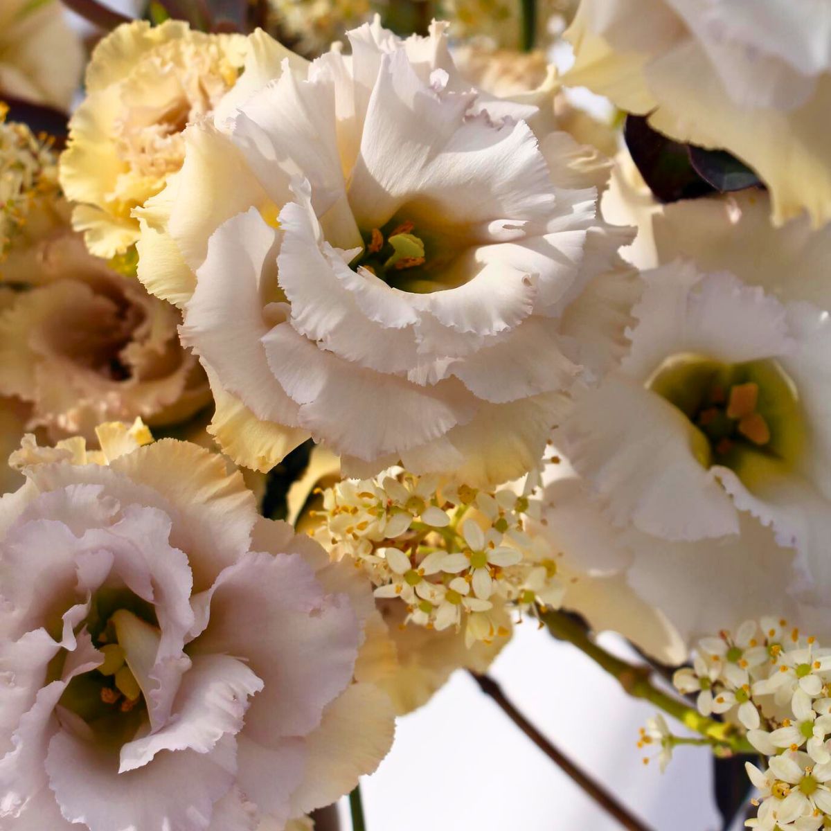 Stunning Lisianthus Flower Seeds for All Seasons