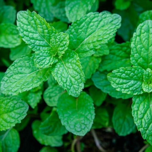 Mint Vegetable Seeds