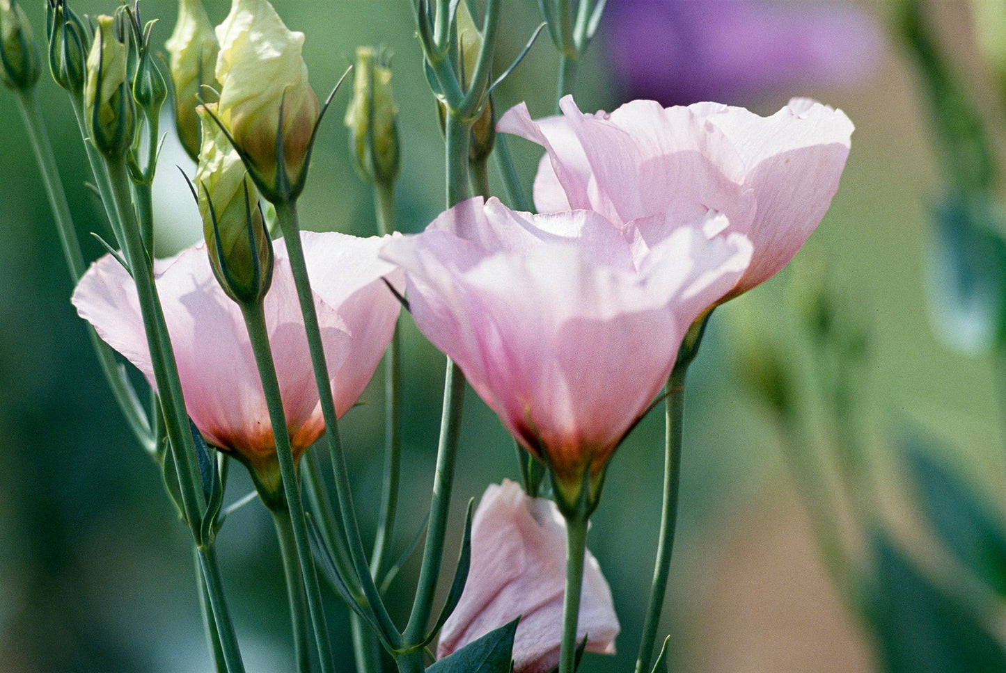 Stunning Lisianthus Flower Seeds for All Seasons