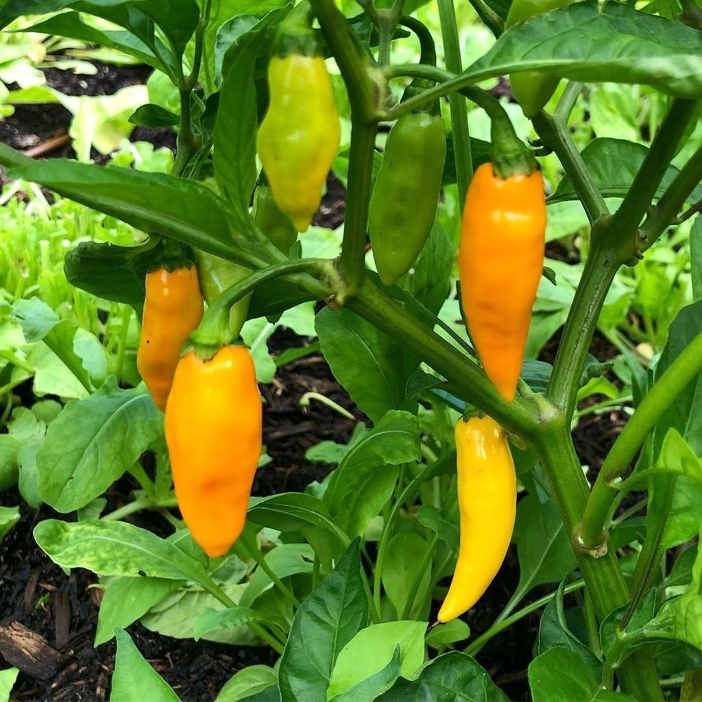 Datil Pepper Vegetable Seeds