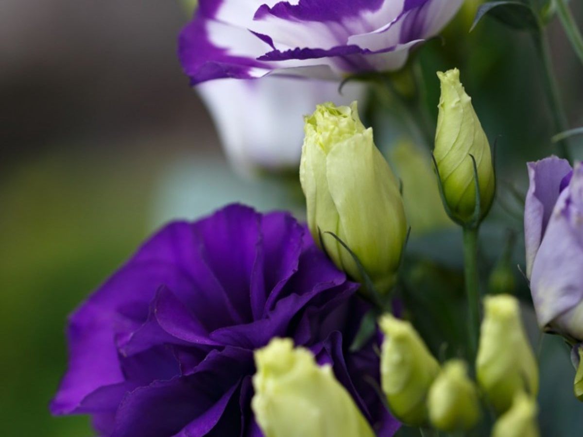 Stunning Lisianthus Flower Seeds for All Seasons