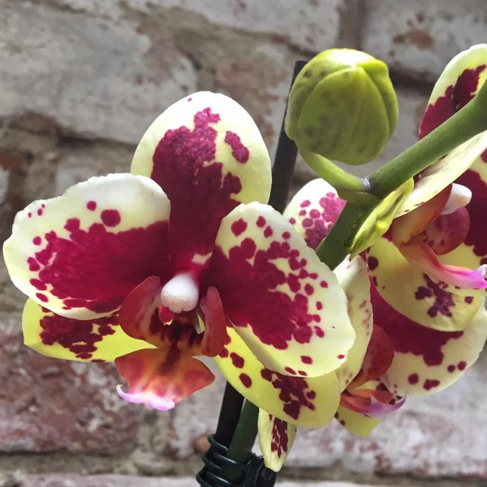 Yellow & Purple Phalaenopsis Orchid Flower seeds for Planting Hardy Variety Heirloom & GMO Free Seeds for Home Garden
Sale seeds for home garden planting