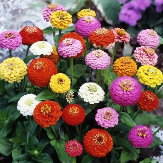 Bright Mix Zinnia Seeds for Planting – Heirloom, Non-GMO, Easy to Grow, Annual