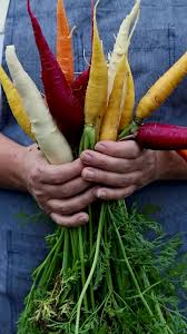 Rainbow Carrot Seeds – Colorful Blend for Planting