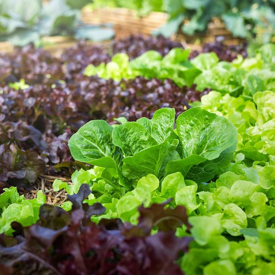 Leaf Lettuce Seed Blend – Non-GMO, Easy to Grow