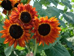 Sunflower Seeds for Planting to Plant orange