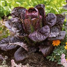 Leaf Lettuce Seed Blend – Non-GMO, Easy to Grow