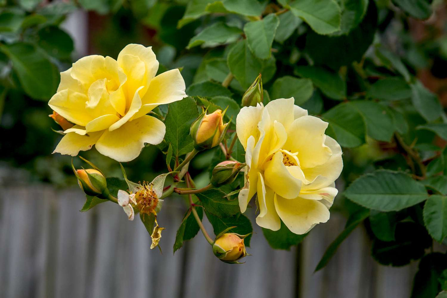 Rare Rose Seeds – Yellow Variety for Planting