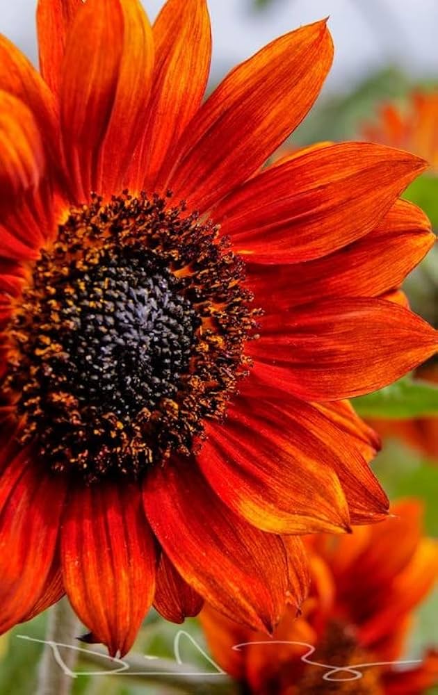 Sunflower Seeds for Planting to Plant orange