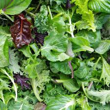Leaf Lettuce Seed Blend – Non-GMO, Easy to Grow