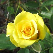 Rare Rose Seeds – Yellow Variety for Planting