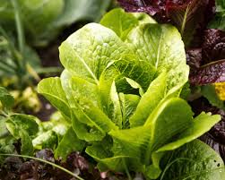 Leaf Lettuce Seed Blend – Non-GMO, Easy to Grow