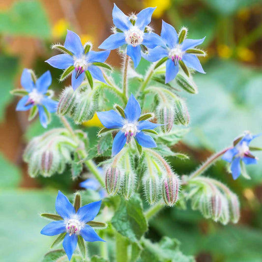 Borage Flower Seeds for Planting – Heirloom, Non-GMO, Pollinator-Friendly, Edible Flowers