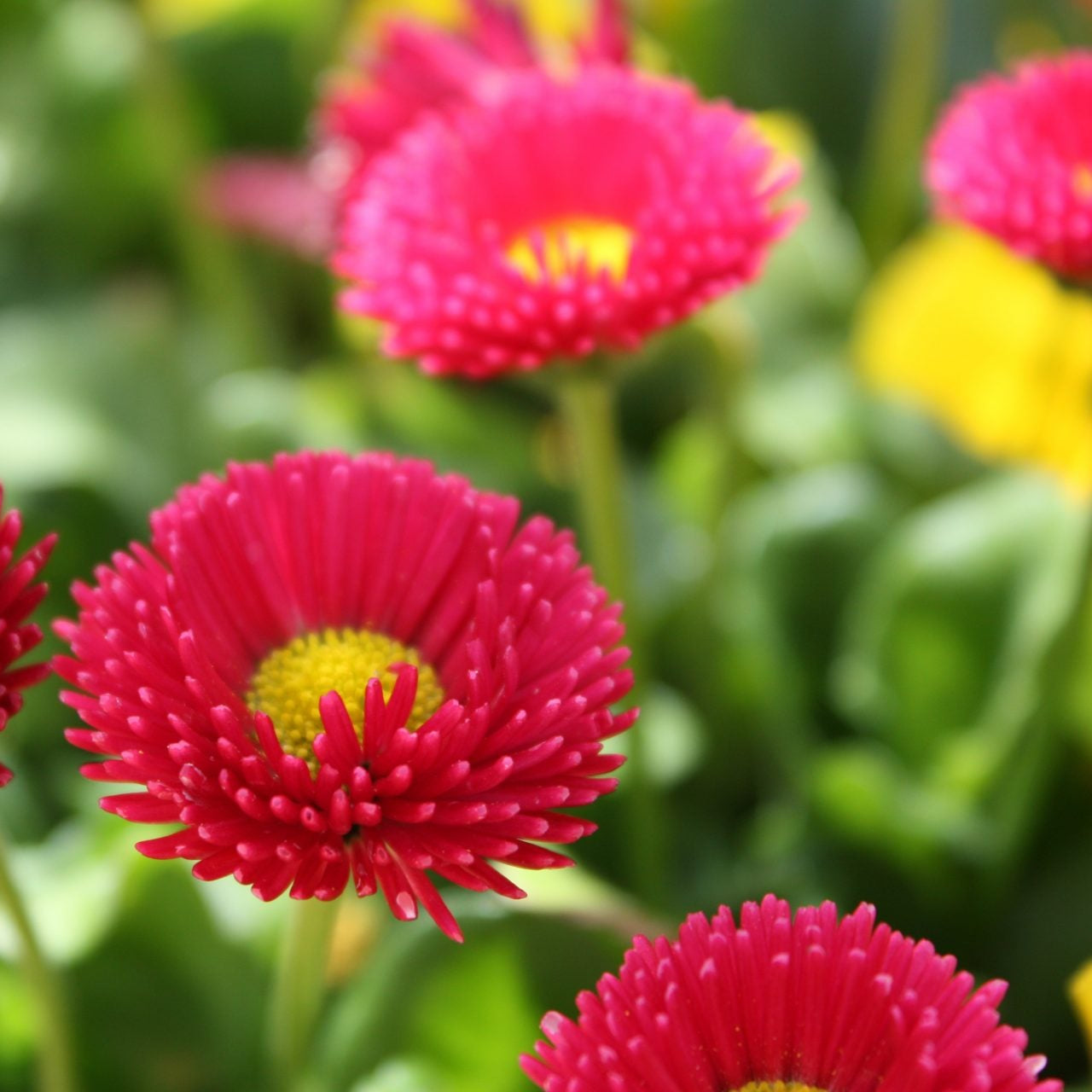 Semillas de flores de rosa galaxia Bellis Perennis