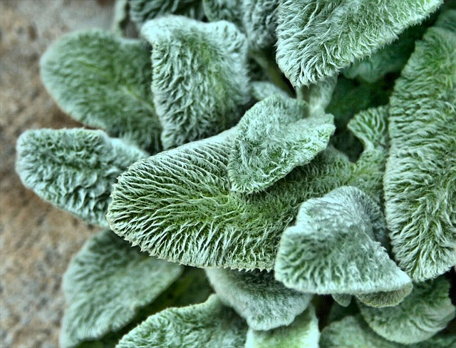 Lamb's Ears Herb Seeds