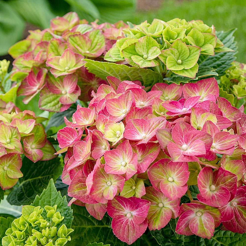 植え付け用緑と桃色の紫陽花の種 - H | 今すぐオンラインで購入 – Pure