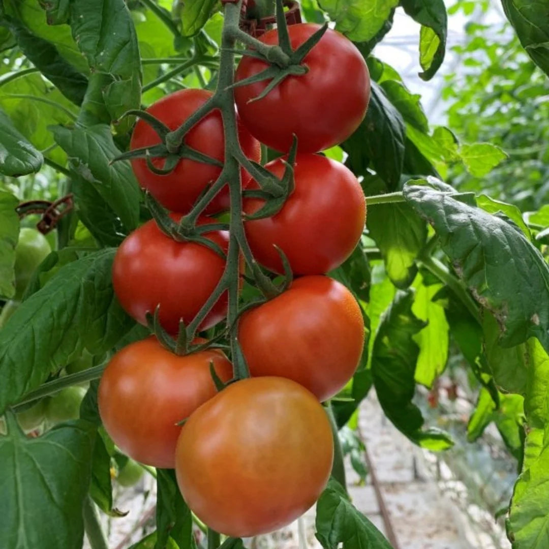 Graines de légumes tomate Campari