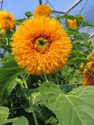 Thick Sunflower Seeds for Planting