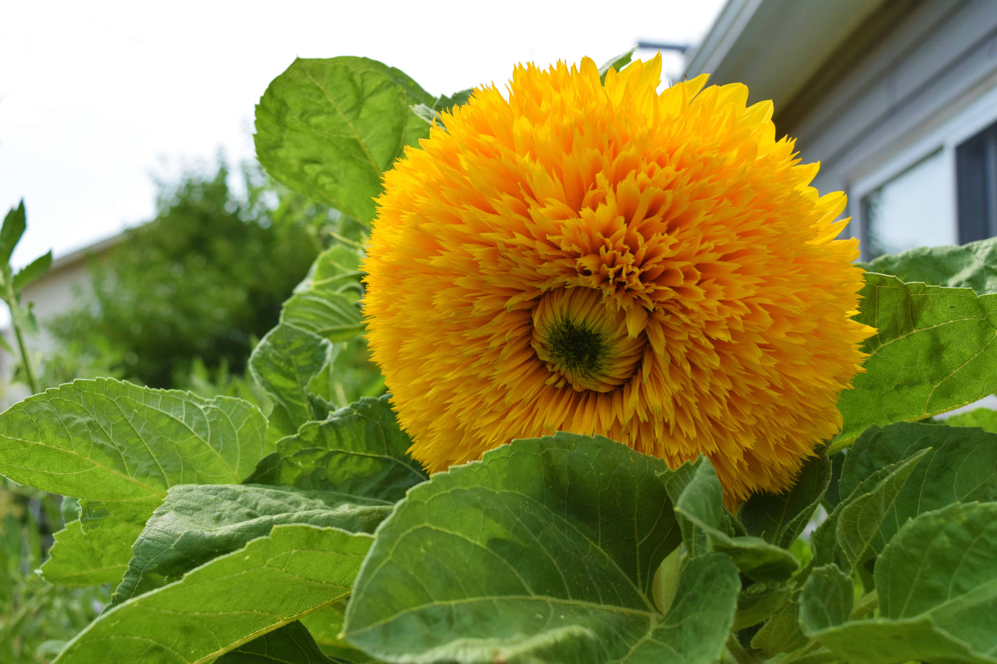 Thick Sunflower Seeds for Planting