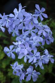 青いフロックスの種 – 切り花用ガーデン