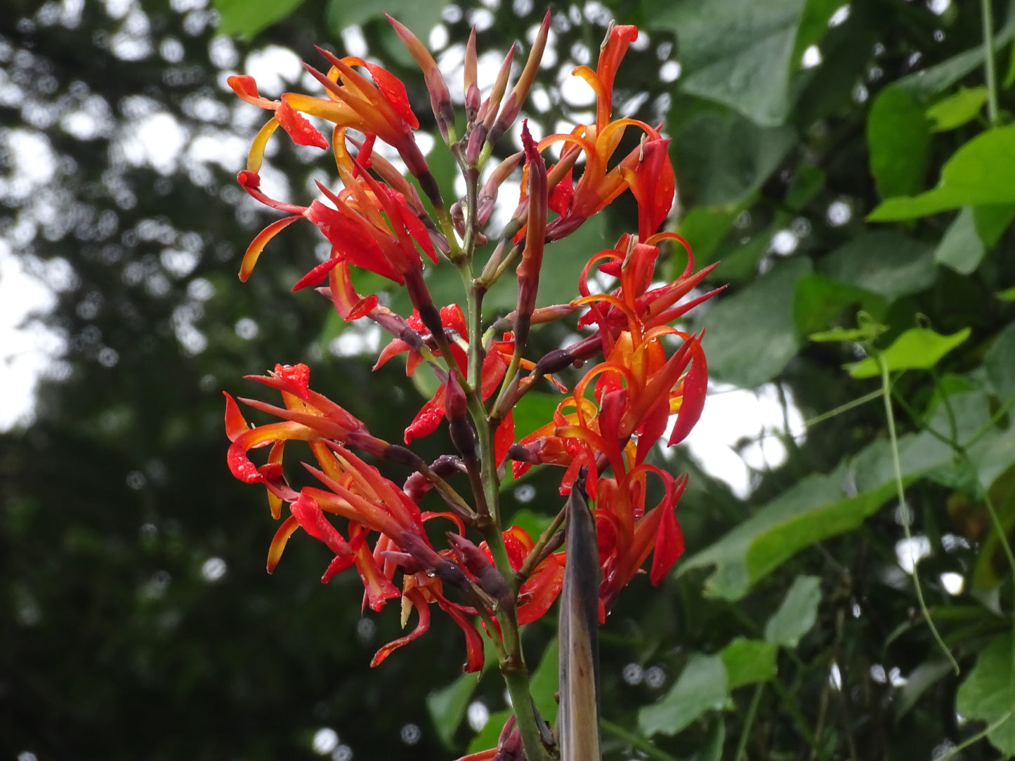 Canna Tuerckheimii Kräutersamen