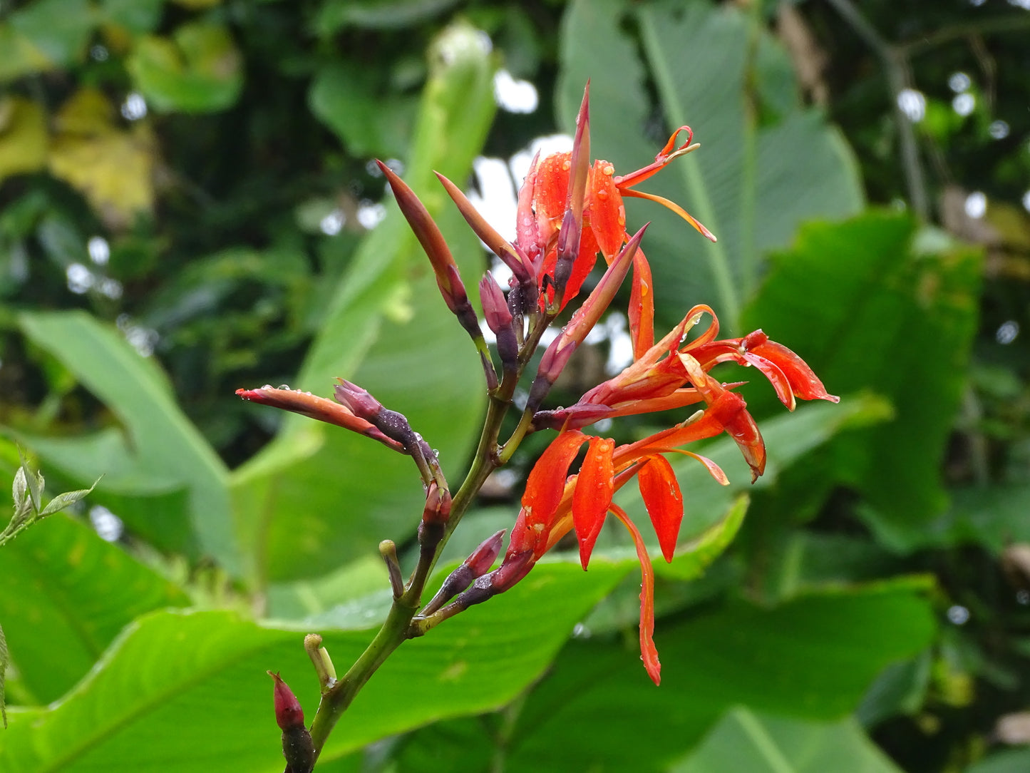 Canna Tuerckheimii Kräutersamen