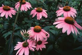 Natural Herbal Echinacea Seeds for Your Garden