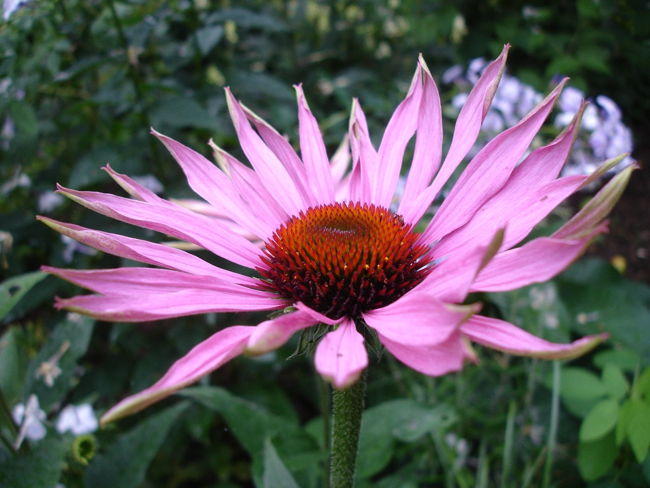 Natural Herbal Echinacea Seeds for Your Garden