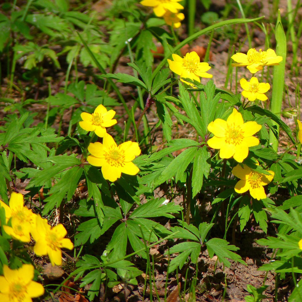 Semi di Fiore di Anemone Giallo Pulsatilla per Piantagione Facile