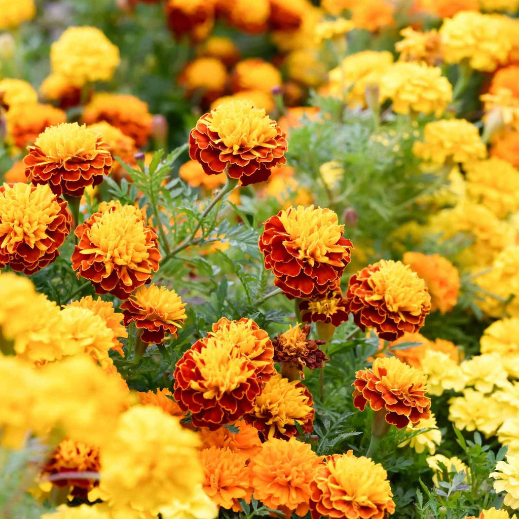 Mixed Marigold Flower seeds for Planting Wildflower Mix Heirloom & GMO Free Seeds for Home Garden
Sale seeds for home garden planting