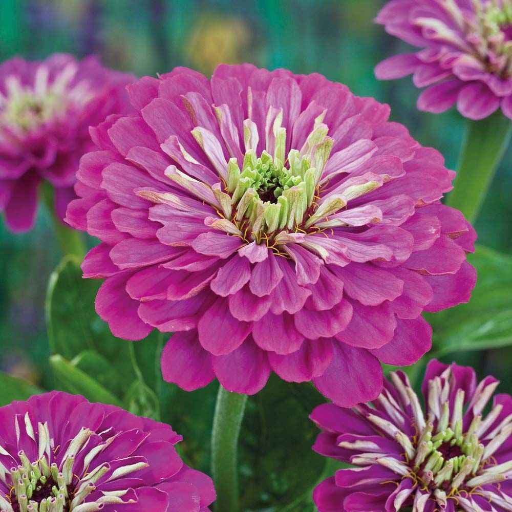 Purple Prince Zinnia Seeds