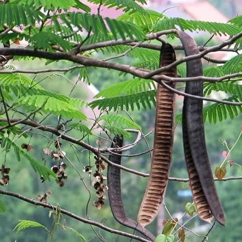 delonix regia seed planting Delonix Regia Tree Seeds for Planting – Heirloom, Non-GMO, Tropical Tr – Pure Asia Seeds