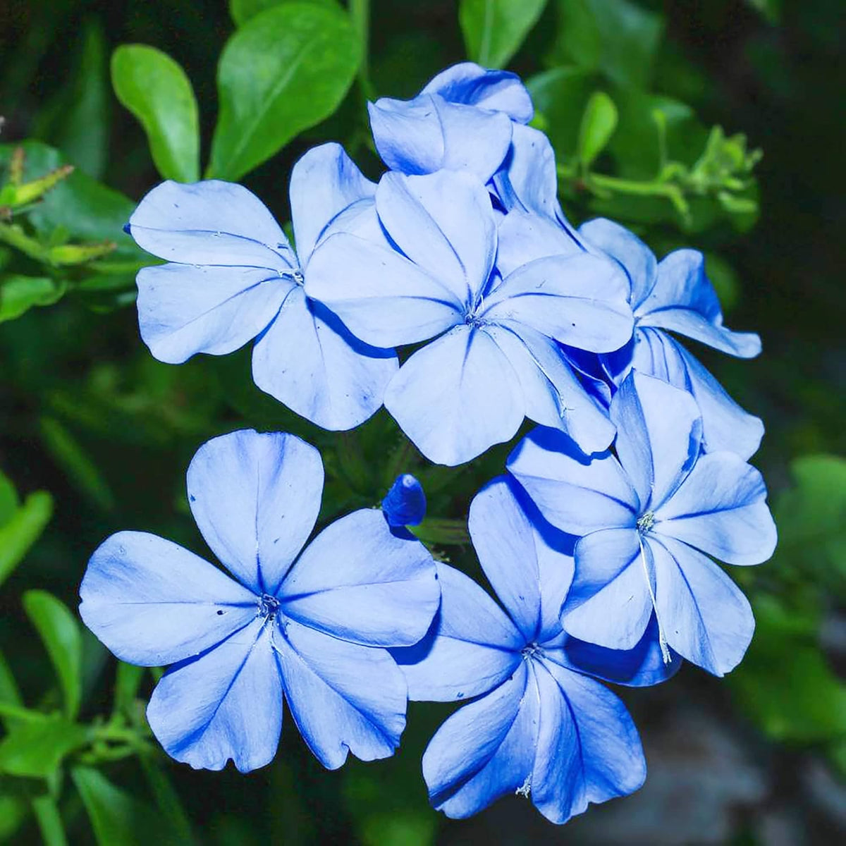 Plumbago Flower seeds for Planting Sun Loving Heirloom & GMO Free Seeds for Home Garden
Sale seeds for home garden planting