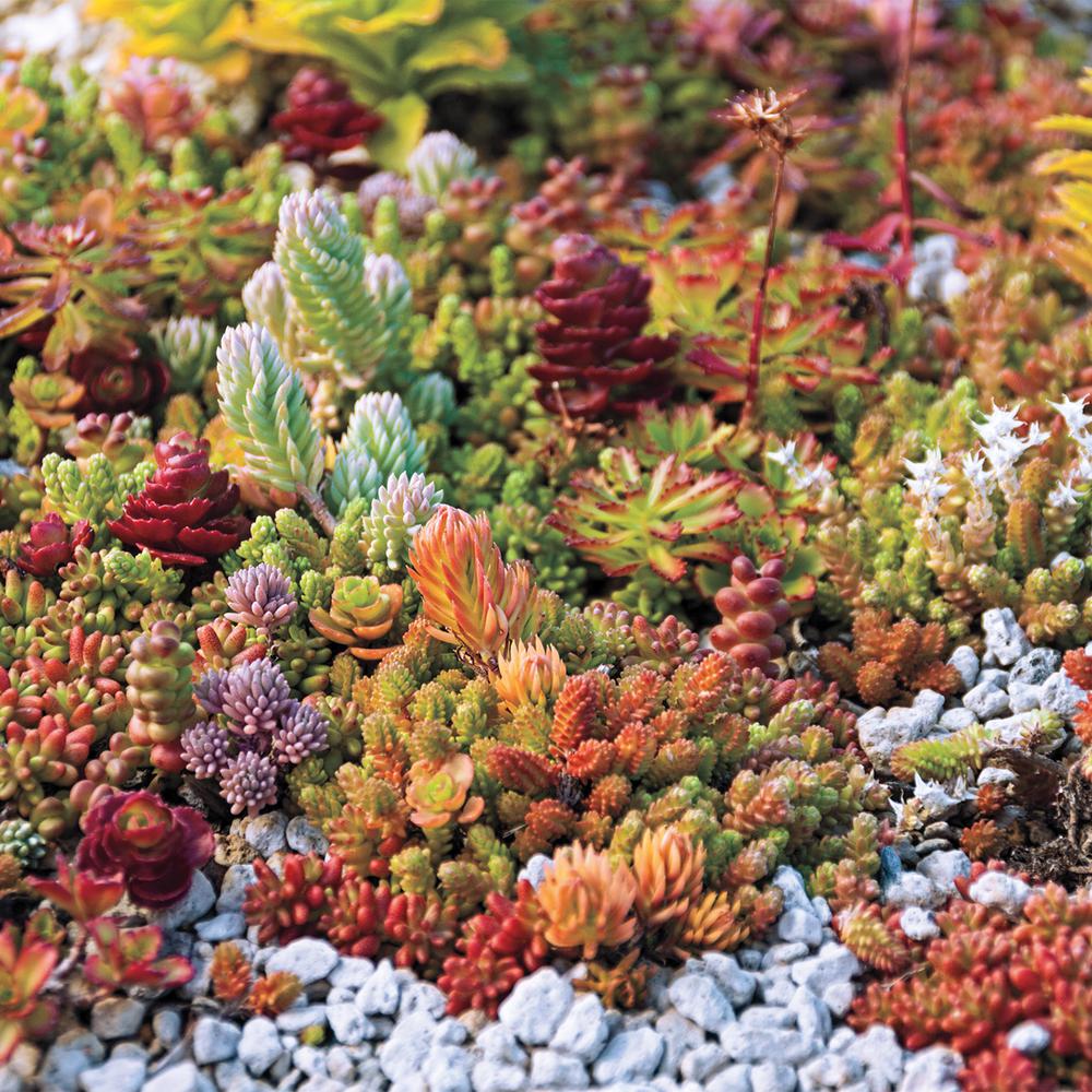 Mixed Sedum Flower seeds for Planting Compact Growth Heirloom & GMO Free Seeds for Home Garden
Sale seeds for home garden planting