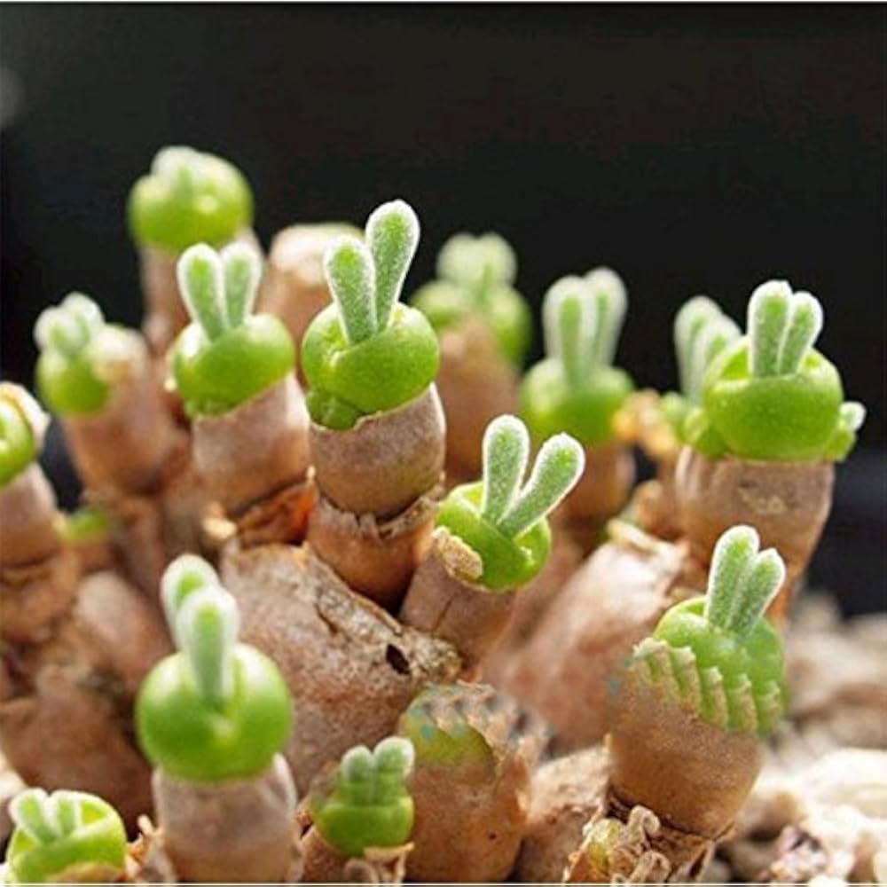 Green Stone Flower seeds for Planting Bright Blooms Heirloom & GMO Free Seeds for Home Garden
Sale seeds for home garden planting