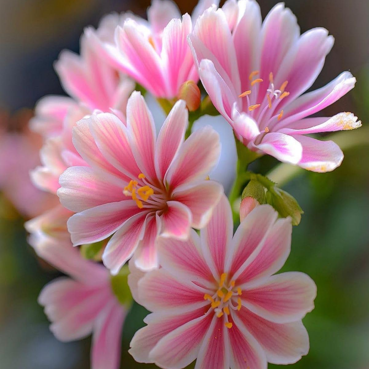 Pink Lewisia Flower seeds for Planting Cut Flower Favorite Heirloom & GMO Free Seeds for Home Garden
Sale seeds for home garden planting