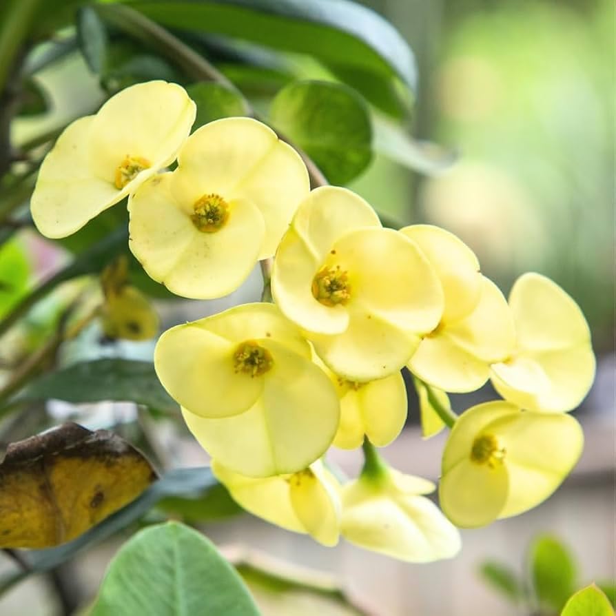 Yellow Euphorbia Flower seeds for Planting Premium Quality Heirloom & GMO Free Seeds for Home Garden
Sale seeds for home garden planting