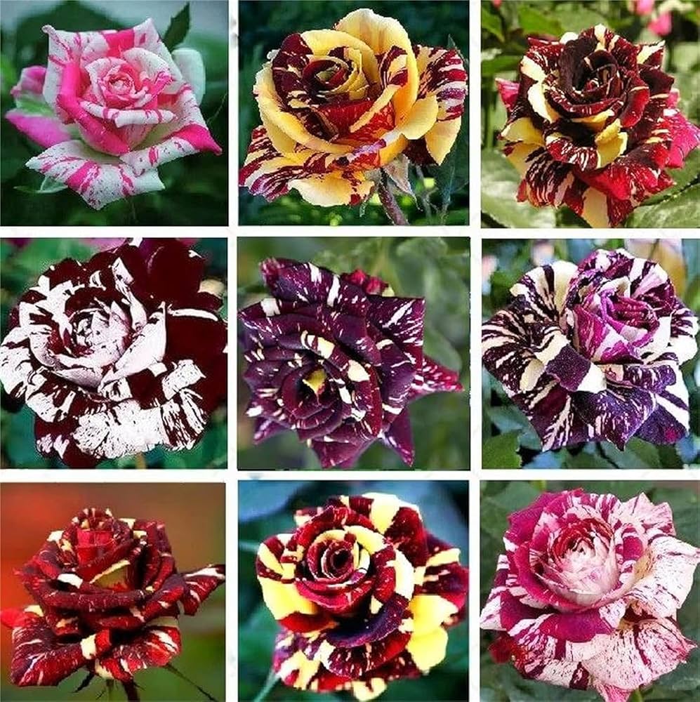 Dragon Rose Mixed Color Flower seeds for Planting Long Bloom Season Heirloom & GMO Free Seeds for Home Garden
Sale seeds for home garden planting